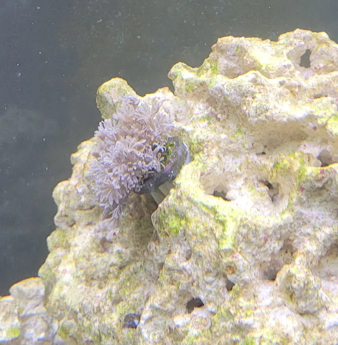 Queen City Corals Picture 7