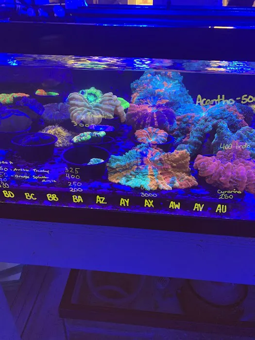 Queen City Corals Picture 1