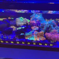 Queen City Corals ico