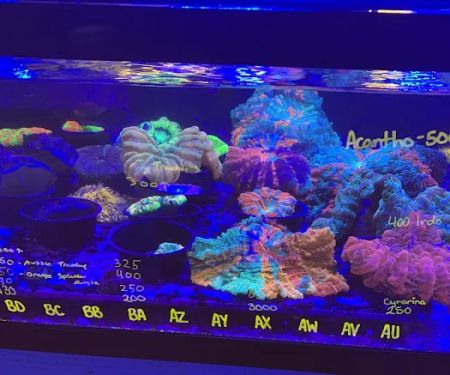 Queen City Corals