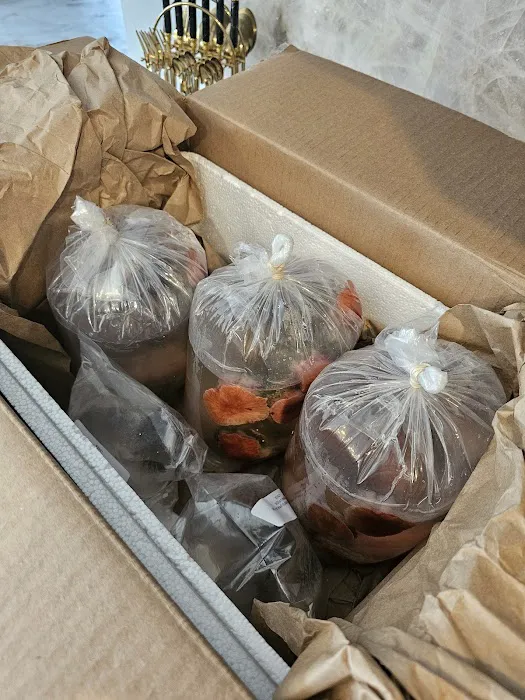 Queen City Corals Picture 6