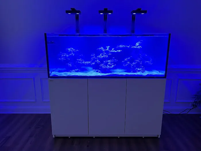 Queen City Corals Picture 2