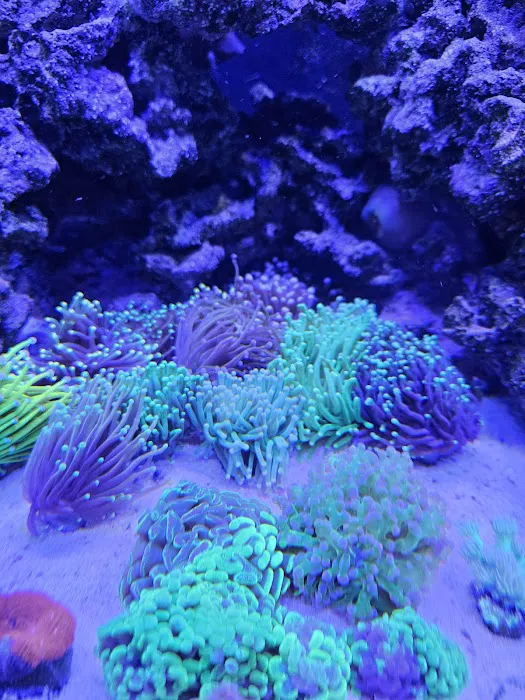 Queen City Corals Picture 5