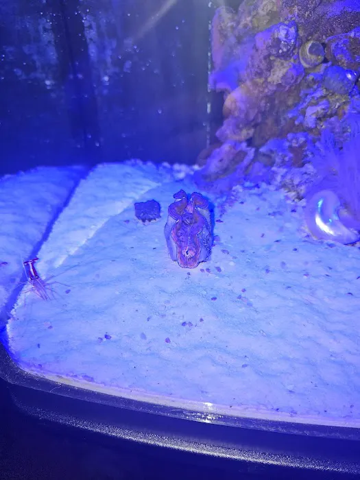 Queen City Corals Picture 8