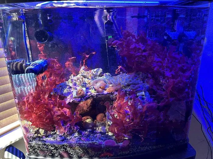 Queen City Corals Picture 3