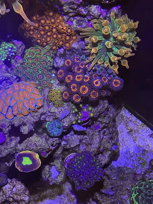 Queen City Corals Picture 9