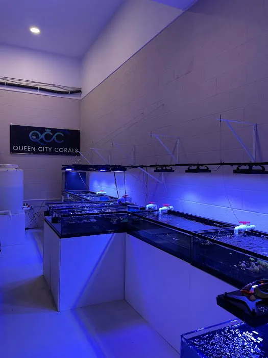 Queen City Corals Picture 10