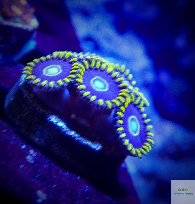Advanced Aquatic Pets Picture 6