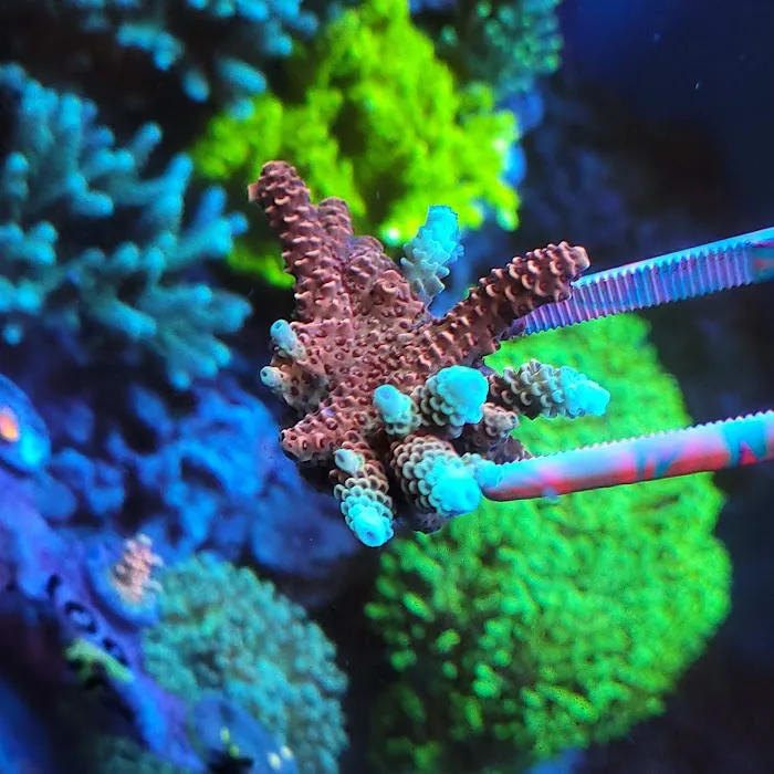 Advanced Aquatic Pets Picture 10