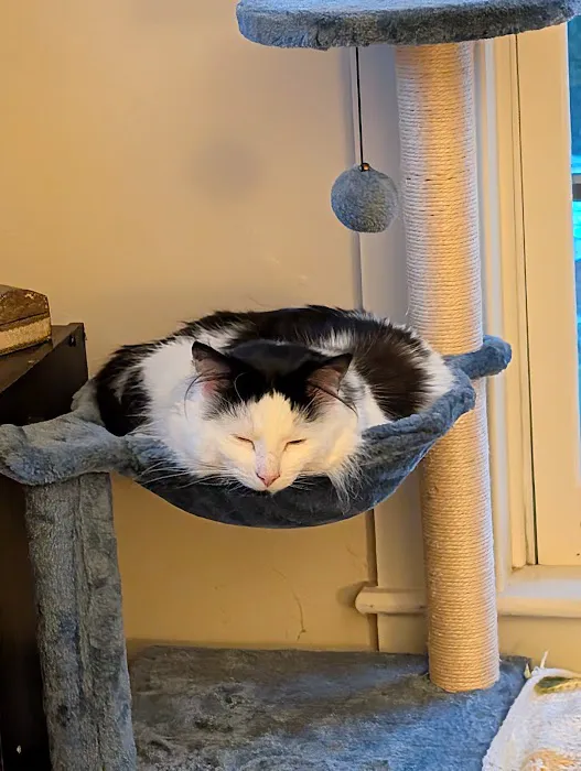 Northwest Corner Veterinary Hospital Picture 6