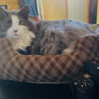 Northwest Corner Veterinary Hospital ico