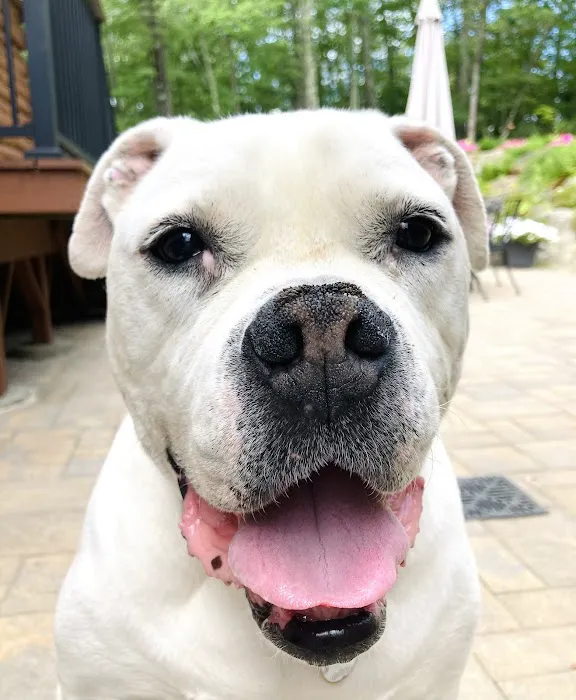 Northwest Corner Veterinary Hospital Picture 7