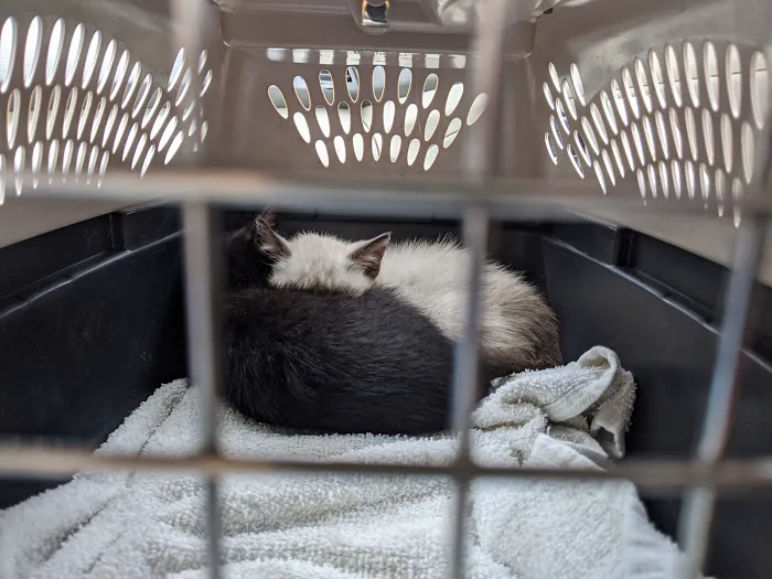 Northwest Corner Veterinary Hospital Picture 8