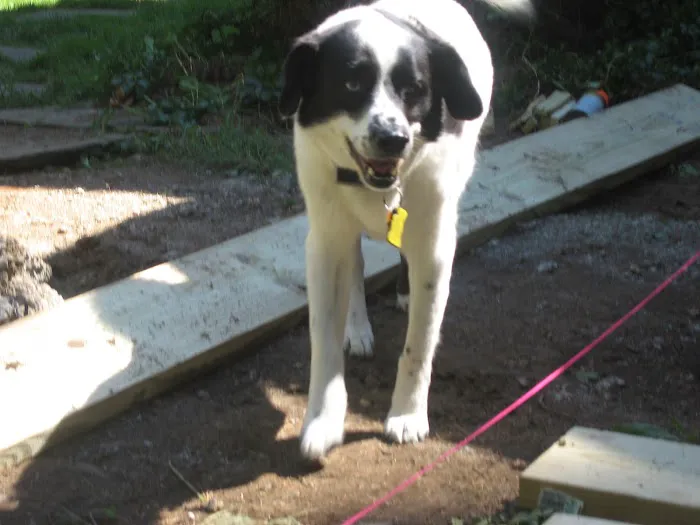 Danbury Animal Hospital Picture 4