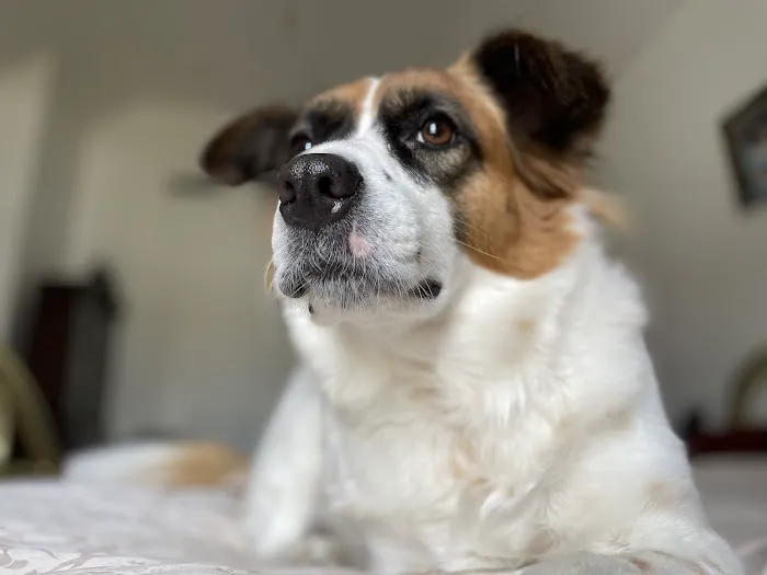 Danbury Animal Hospital Picture 3