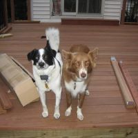 Danbury Animal Hospital ico