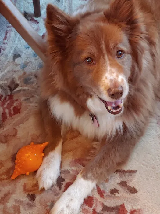 Danbury Animal Hospital Picture 2