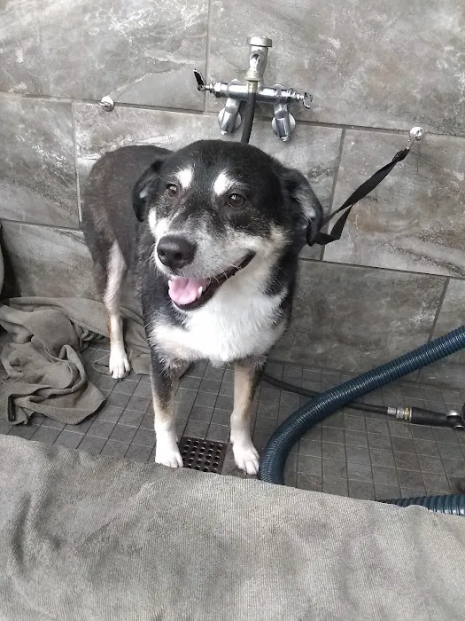 Pet Supermarket Picture 1