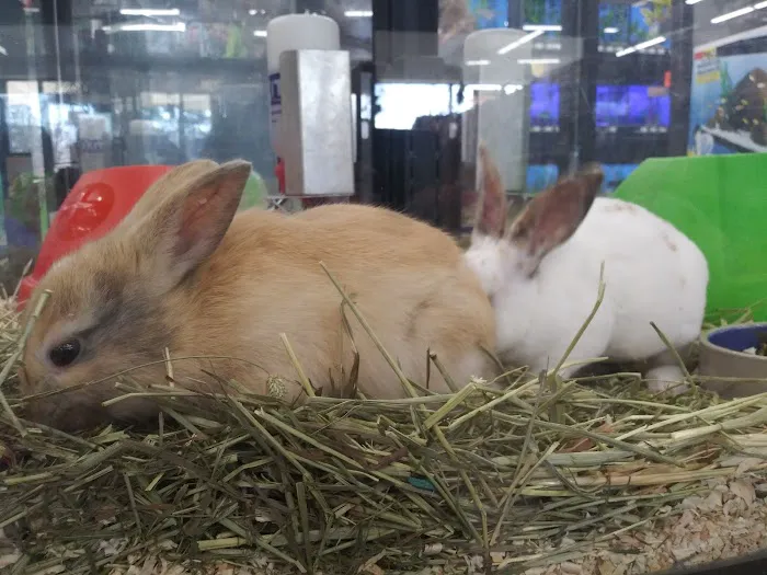 Pet Supermarket Picture 4