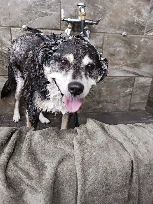 Pet Supermarket Picture 8