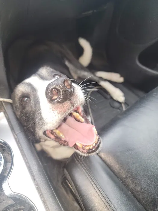 Versatile Vets Picture 2