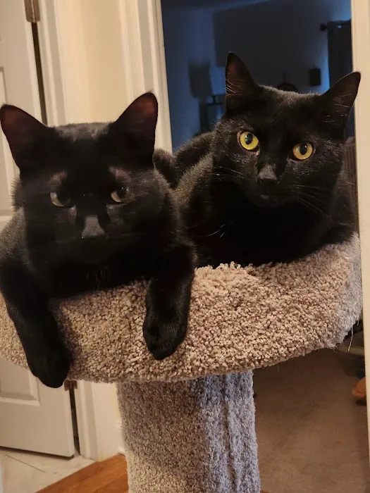 Versatile Vets Picture 1