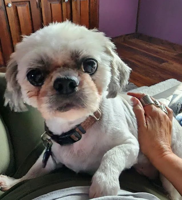 Paw Prints Pet Boutique Picture 1