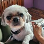 Paw Prints Pet Boutique