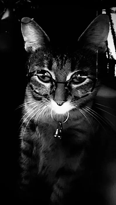 Paw Prints Pet Boutique Picture 4