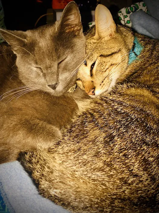 Paw Prints Pet Boutique Picture 5