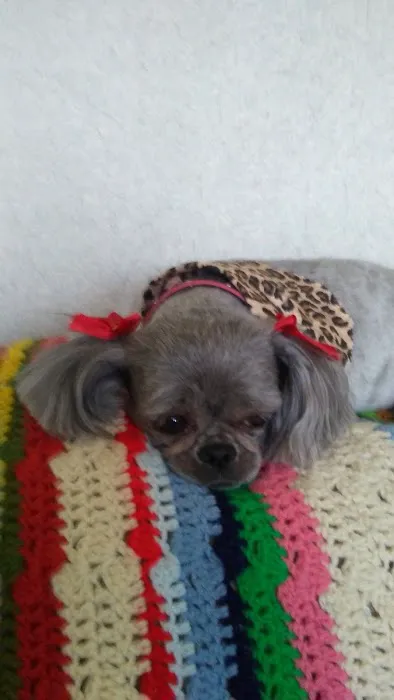 Paw Prints Pet Boutique Picture 2