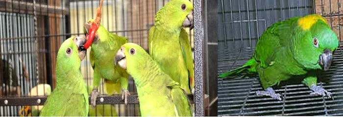 Royal Bird Company Picture 1