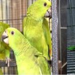 Royal Bird Company