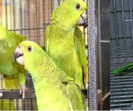 Royal Bird Company