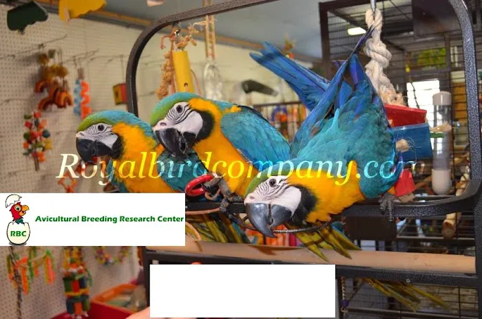 Royal Bird Company Picture 4