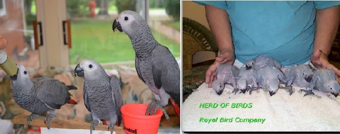 Royal Bird Company Picture 5