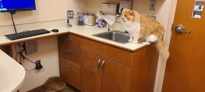 Brookfield Animal Hospital Picture 5