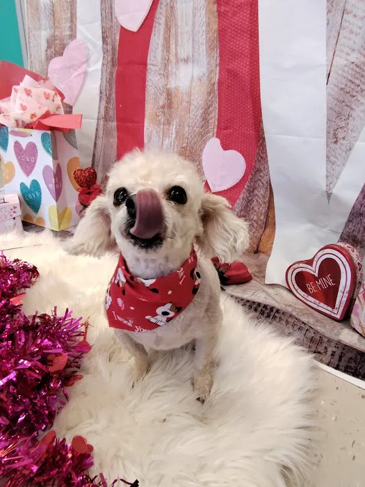 Soapy Paws Grooming Picture 4