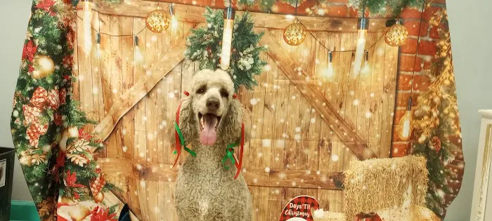 Soapy Paws Grooming Picture 1