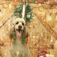 Soapy Paws Grooming ico