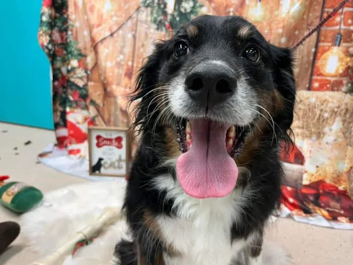 Soapy Paws Grooming Picture 3