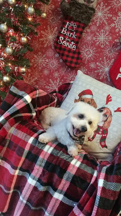 Soapy Paws Grooming Picture 2