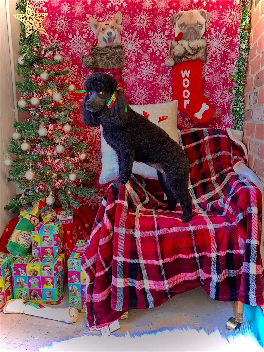 Soapy Paws Grooming Picture 5