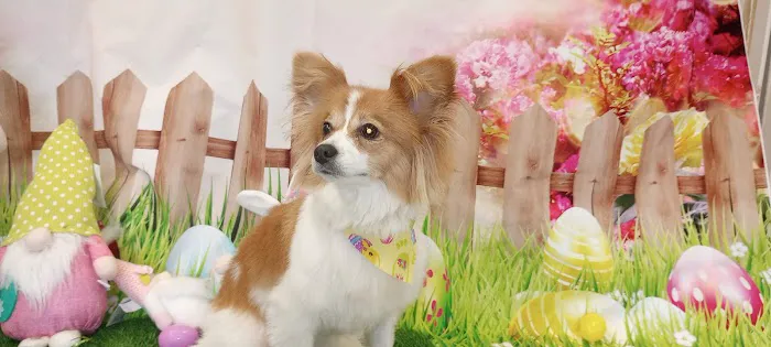 Soapy Paws Grooming Picture 8