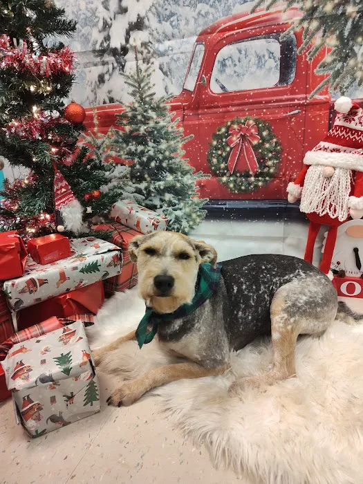 Soapy Paws Grooming Picture 9