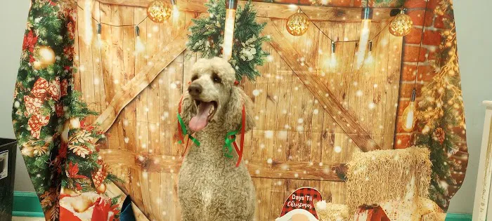 Soapy Paws Grooming Picture 10