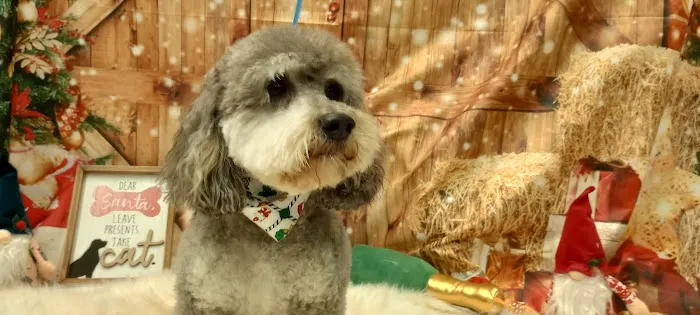 Soapy Paws Grooming Picture 6