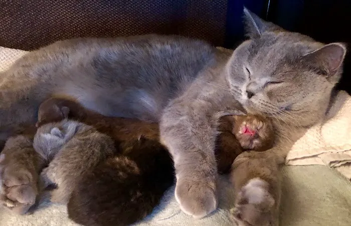 Complete Cat Veterinary Clinic Picture 6