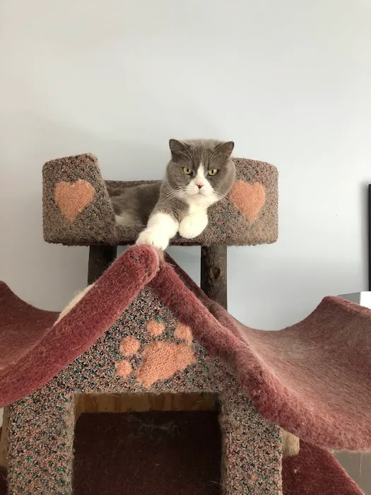 Complete Cat Veterinary Clinic Picture 9