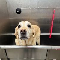 Squibnocket Animal Center: Antosiewicz Peter DVM, CVA, CVH, CVT, CVFT ico